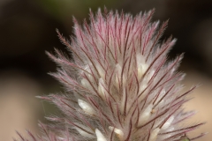 Trifolium arvense