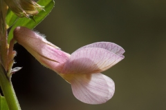 Vicia pannonica