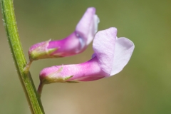 Vicia dalmatica