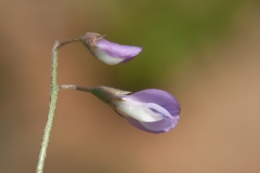 Vicia tenuissima