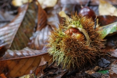 Castanea sativa