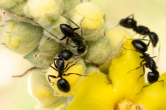 Camponotus aethiops