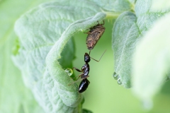 Camponotus aethiops