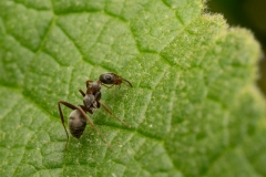Formica cunicularia
