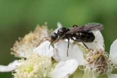 Formica gagates