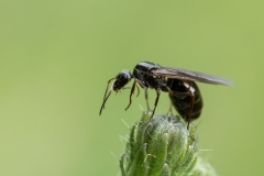 Formica gagates