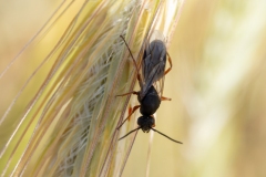Formica sp