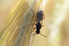 Formica sp