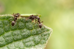 Lasius sp