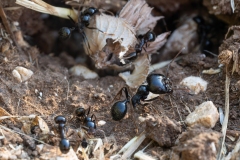 Messor capitatus