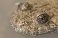 Bombina pachypus