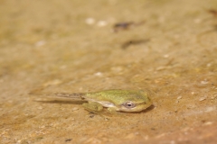 Hyla intermedia
