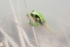 Hyla intermedia