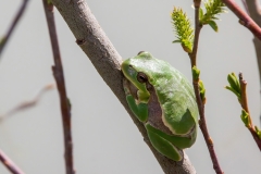 Hyla intermedia