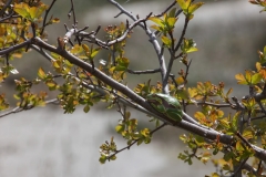 Hyla intermedia