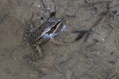 Pelophylax lessonae