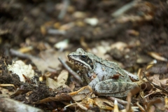 Rana dalmatina
