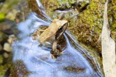 Rana italica