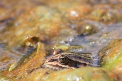 Pelophylax sp