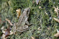Rana italica