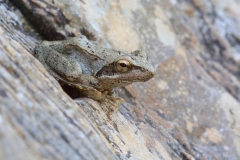Rana italica