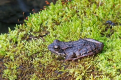 Rana temporaria