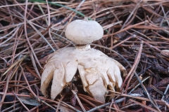 Geastrum meridionale