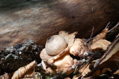 Geastrum michelianum