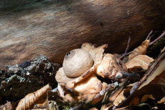 Geastrum michelianum