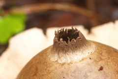 Geastrum michelianum
