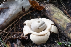 Geastrum michelianum
