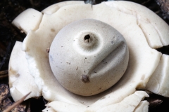 Geastrum michelianum