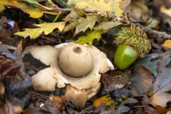 Geastrum michelianum