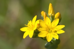 Blackstonia perfoliata