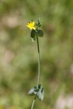 Blackstonia perfoliata