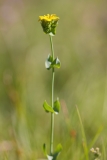 Blackstonia perfoliata