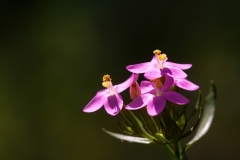 Centaurium erythraea