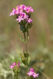 Centaurium erythraea