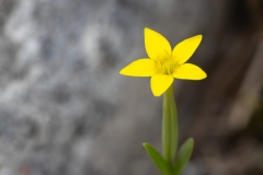 Centaurium maritimum