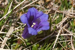 Gentiana acaulis