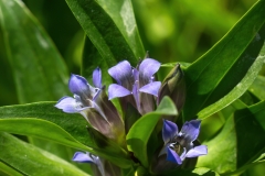 Gentiana cruciata