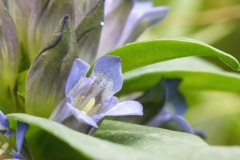 Gentiana cruciata