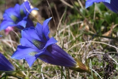 Gentiana dinarica