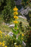 Gentiana lutea