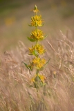 Gentiana lutea