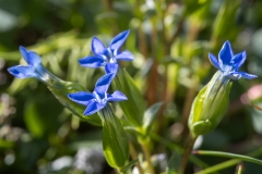 Gentiana nivalis
