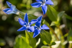 Gentiana nivalis