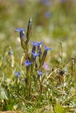 Gentiana nivalis
