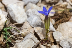 Gentiana utriculosa