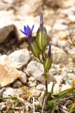 Gentiana utriculosa